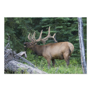 Bugling elk in Banff National Park, Canada. Photo Print