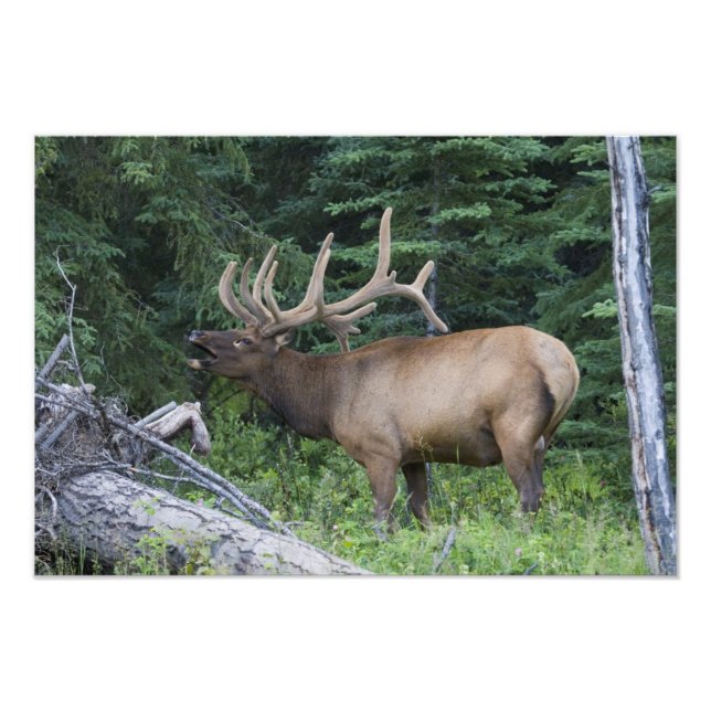 Bugling elk in Banff National Park, Canada. Photo Print (Front)