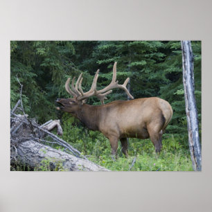 Bugling elk in Banff National Park, Canada. Poster