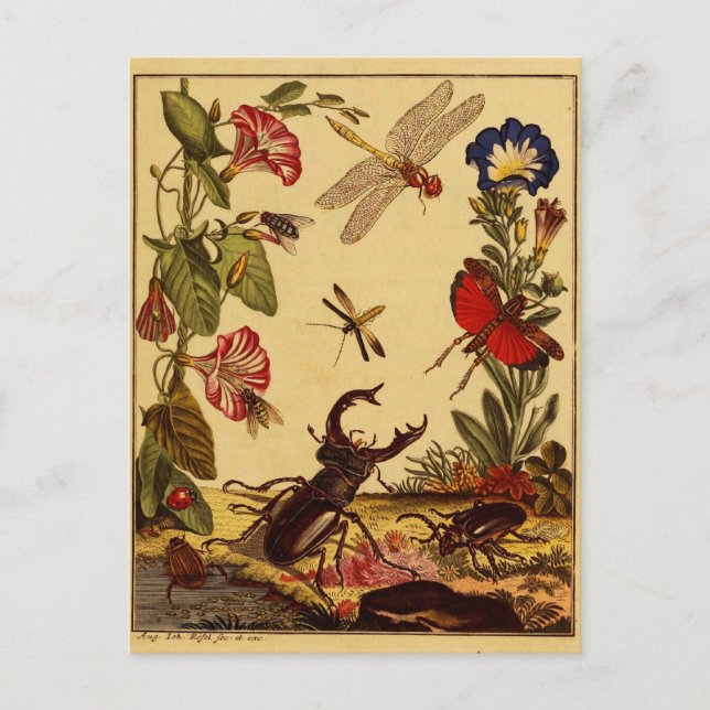 Bugs 1764 postcard (Front)