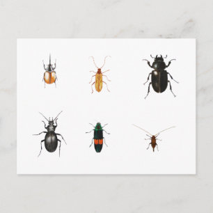 Bugs 2011 postcard