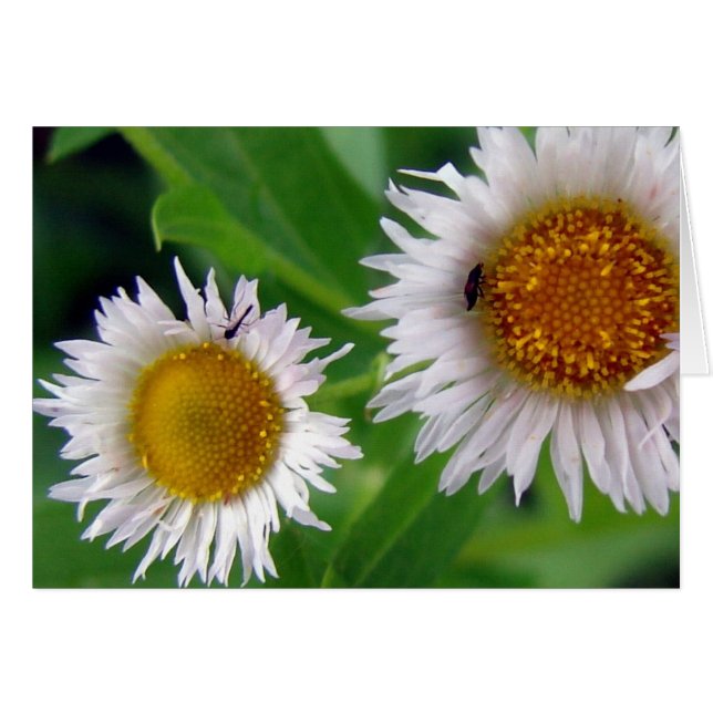Bugs and White Flowers (Front Horizontal)