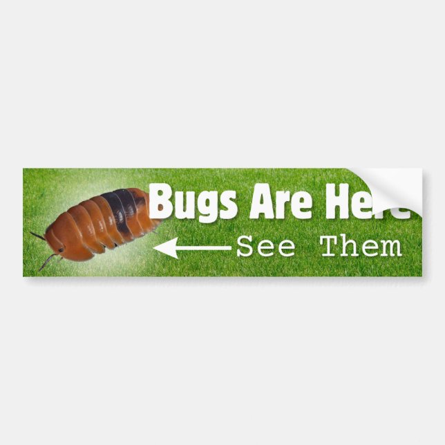 Bugs Are Here...Isopod Edition Bumper Sticker (Front)