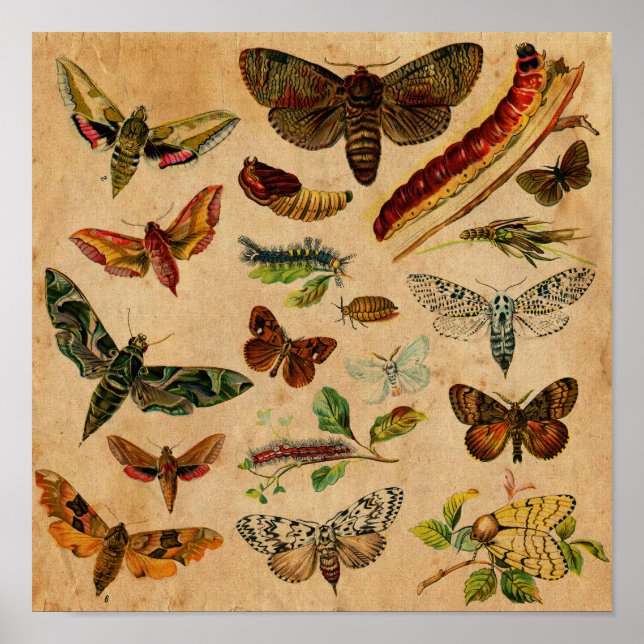 Bugs & Butterfly Antique Collection Poster (Front)