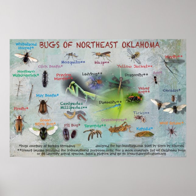 bugs of northeast Oklahoma poster 19 (Front)