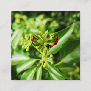 bugs on green 2.5" x 2.5" Enclosure Card