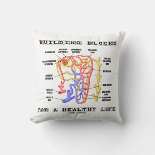 Building Blocks For A Healthy Life Kidney Nephron Cushion