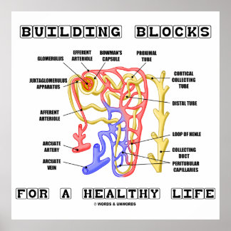 Building Blocks For A Healthy Life Kidney Nephron Poster