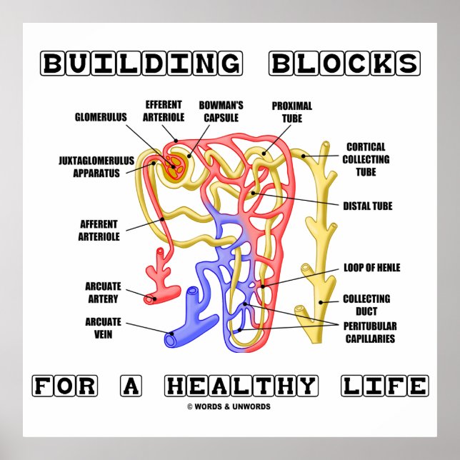 Building Blocks For A Healthy Life Kidney Nephron Poster (Front)