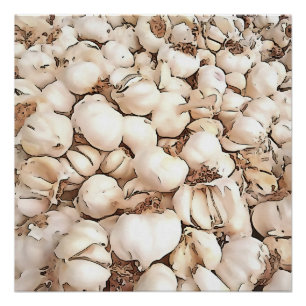 Bulbs Of Garlic Acrylic Art Poster