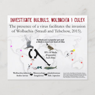 Bulbuls, Wolbachia & Culex (2-Sided) by RoseWrites Flyer