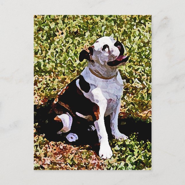 Buldog Sitting with Mouth Open Postcard (Front)