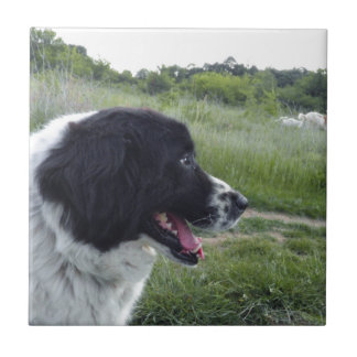 Bulgarian Sheepdog Tile