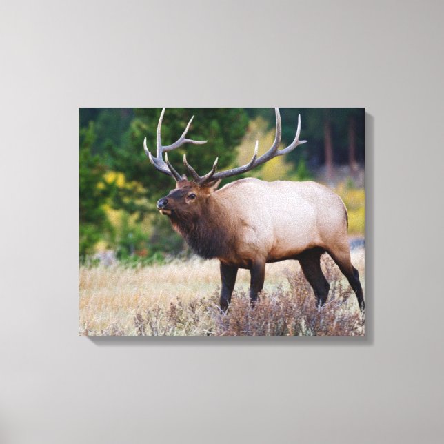 Bull & Aspen Trees | Rocky Mountain National Park Canvas Print (Front)
