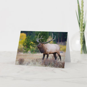 Bull & Aspen Trees   Rocky Mountain National Park Card