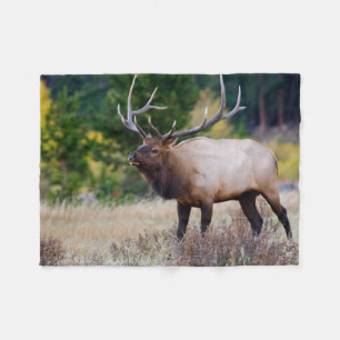 Bull & Aspen Trees Rocky Mountain National Park Fleece Blanket