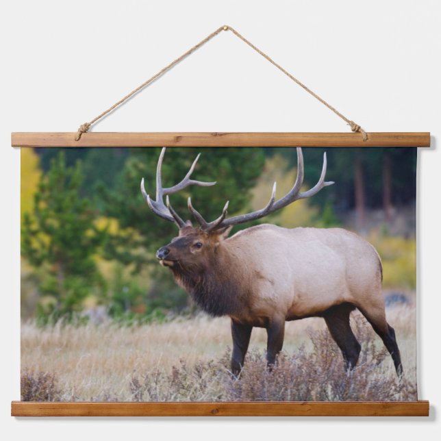 Bull & Aspen Trees | Rocky Mountain National Park Hanging Tapestry (Front)