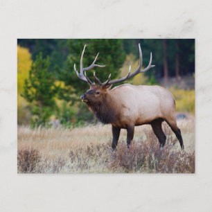 Bull & Aspen Trees   Rocky Mountain National Park Postcard
