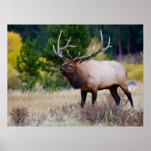 Bull & Aspen Trees   Rocky Mountain National Park Poster