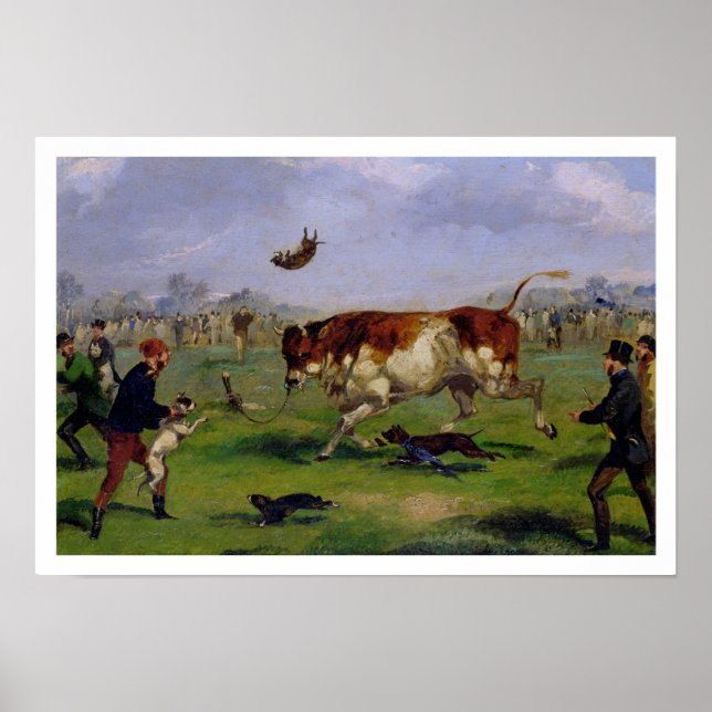 Bull Baiting (oil on paper laid on panel) Poster (Front)