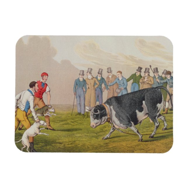 'Bull Baiting', pub.by Thomas McLean, 1820, (print Magnet (Horizontal)