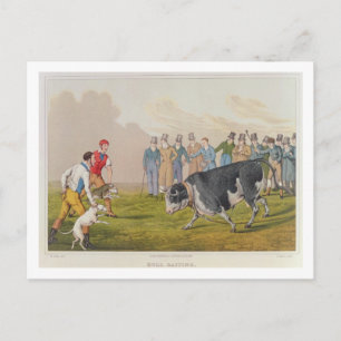 'Bull Baiting', pub.by Thomas McLean, 1820, (print Postcard