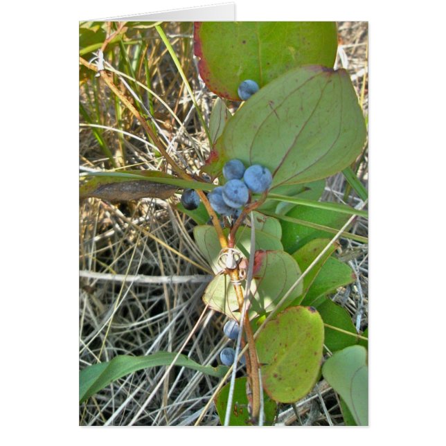 Bull Briar (Smilax rotundifolia) & Berries Vine (Front)