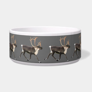 Bull Caribou
