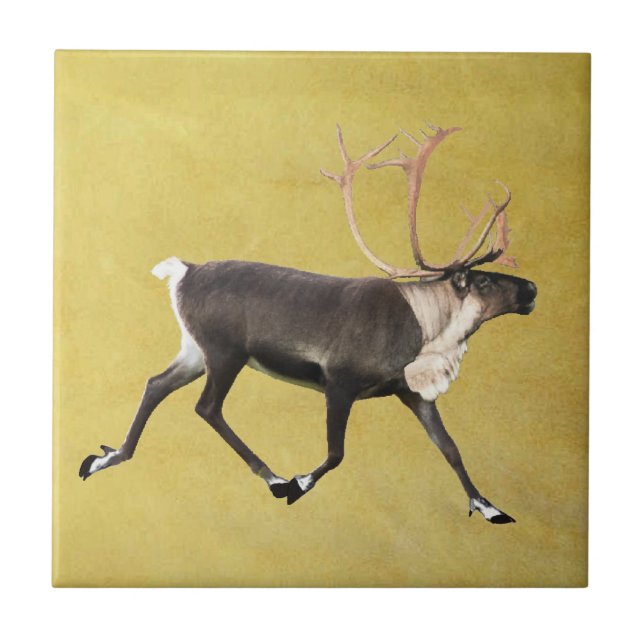 Bull Caribou Tile (Front)