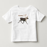 Bull Caribou