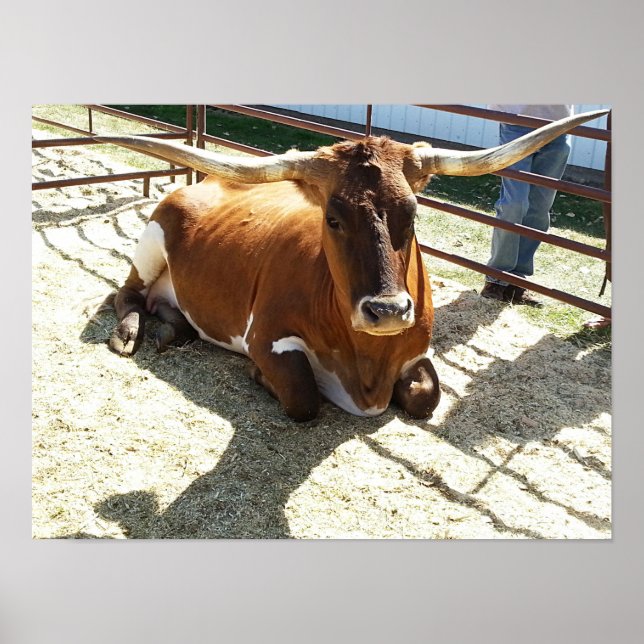 Bull Cow Long Horns Ranch rodeo Animal Photography Poster (Front)