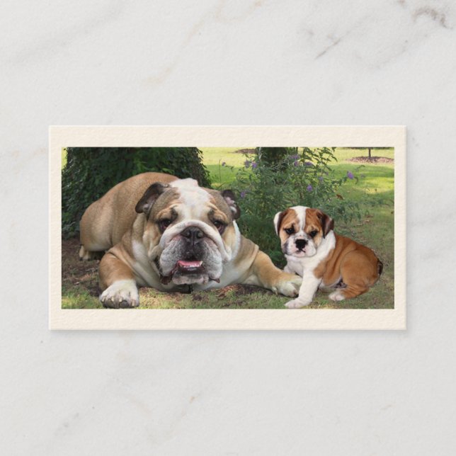 Bull Dog Breeder Business Card (Front)