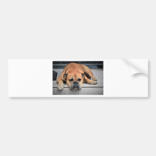 Bull Dog Bumper Sticker