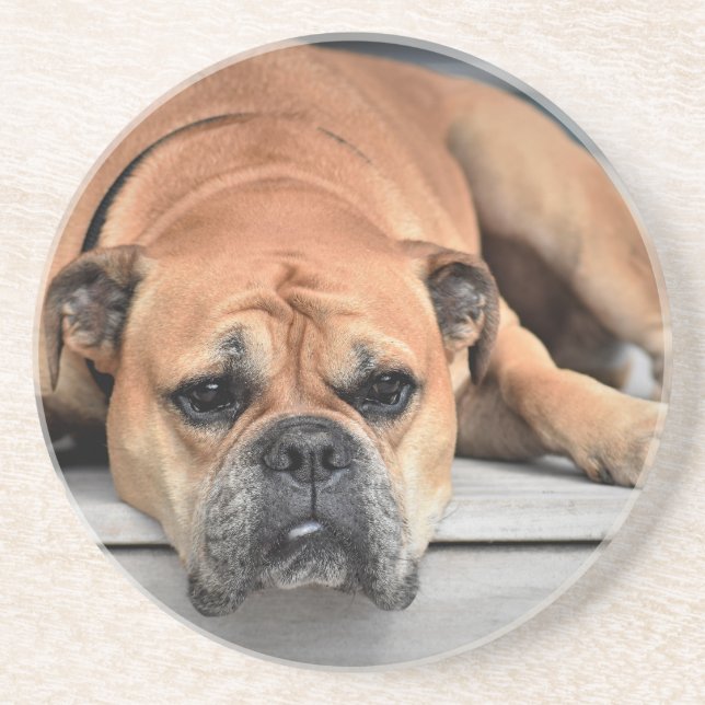Bull Dog Coaster (Front)
