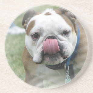 Bull Dog Coasters