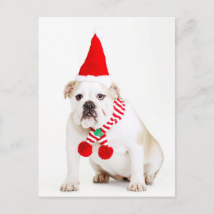 Bull Dog Elf Postcard