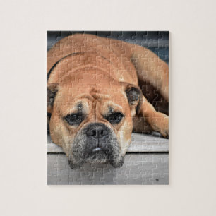 Bull Dog Jigsaw Puzzle