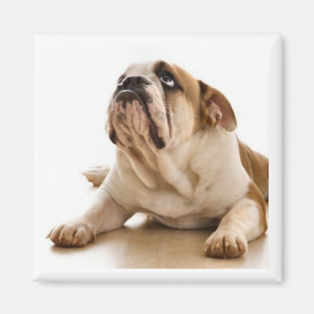 Bull Dog Magnet (Front)