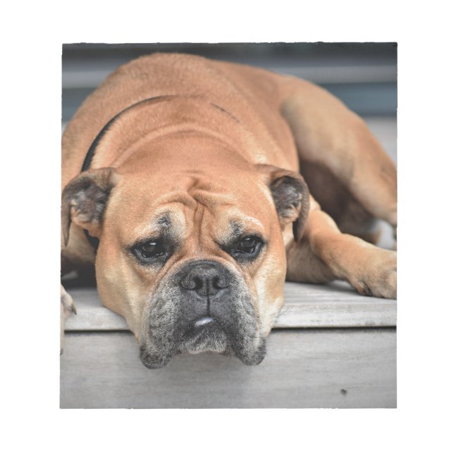 Bull Dog Notepad (Front)