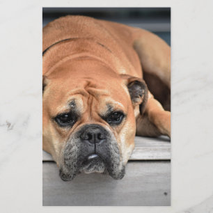 Bull Dog Stationery