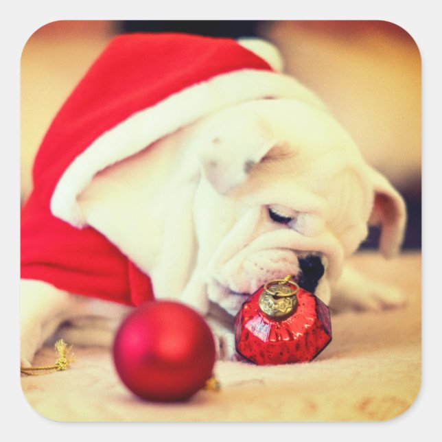 BULL DOG WITH Santa hat Square Sticker (Front)