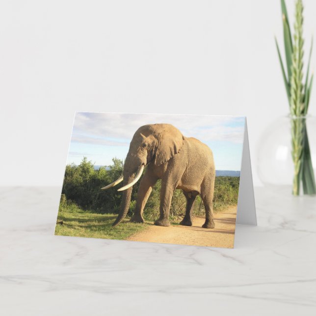 Bull Elephant Greeting Card (Front)