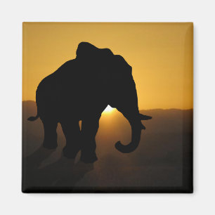 Bull elephant magnet