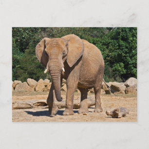 Bull Elephant Postcard
