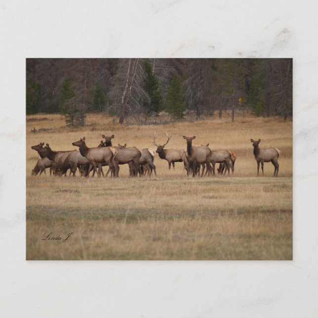 Bull Elk and his Harem in the Wild Postcard (Front)