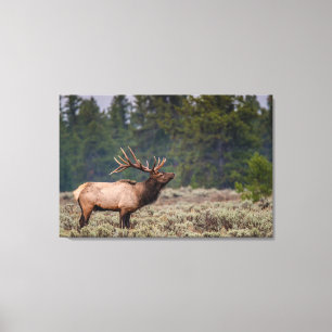 Bull Elk Bugling in the Tetons Canvas Print