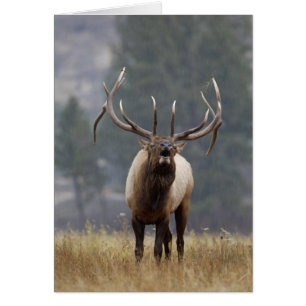 Bull Elk bugling, Yellowstone NP, Wyoming 2