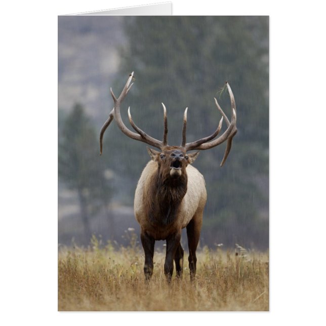 Bull Elk bugling, Yellowstone NP, Wyoming 2 (Front)