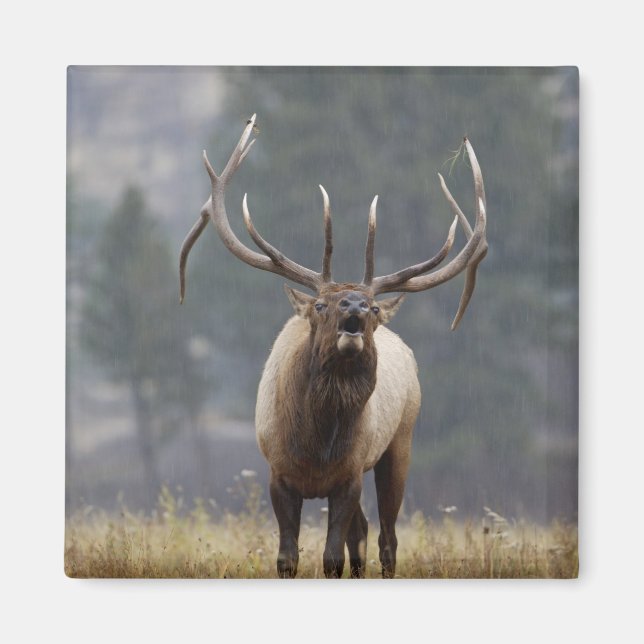 Bull Elk bugling, Yellowstone NP, Wyoming 2 Magnet (Front)