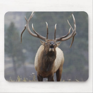 Bull Elk bugling, Yellowstone NP, Wyoming 2 Mouse Mat
